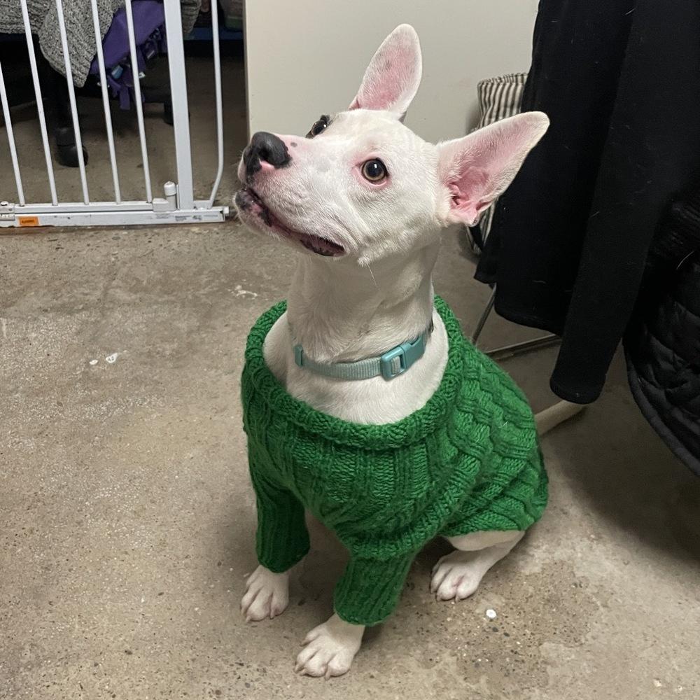 Enlarge Kepler, a Adoptable mixed breed in Muskegon, MI image 1/2