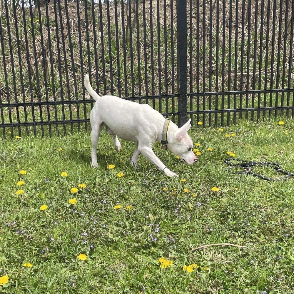Enlarge Kepler, a Adoptable mixed breed in Muskegon, MI image 2/2