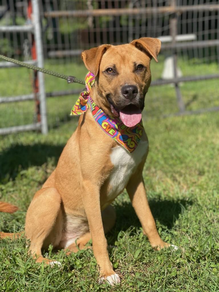 Nora who was saved from a last minute scheduled euthanasia at a nearby shelter is a one year old M