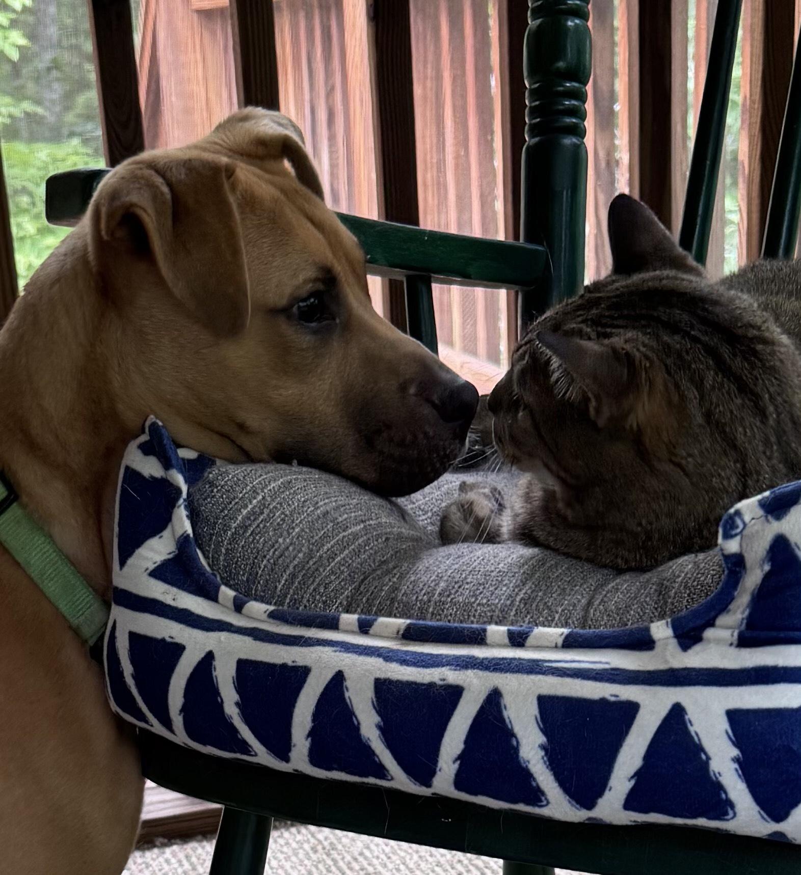 Nora, an adoptable mixed breed in Maryville, TN image 3/6