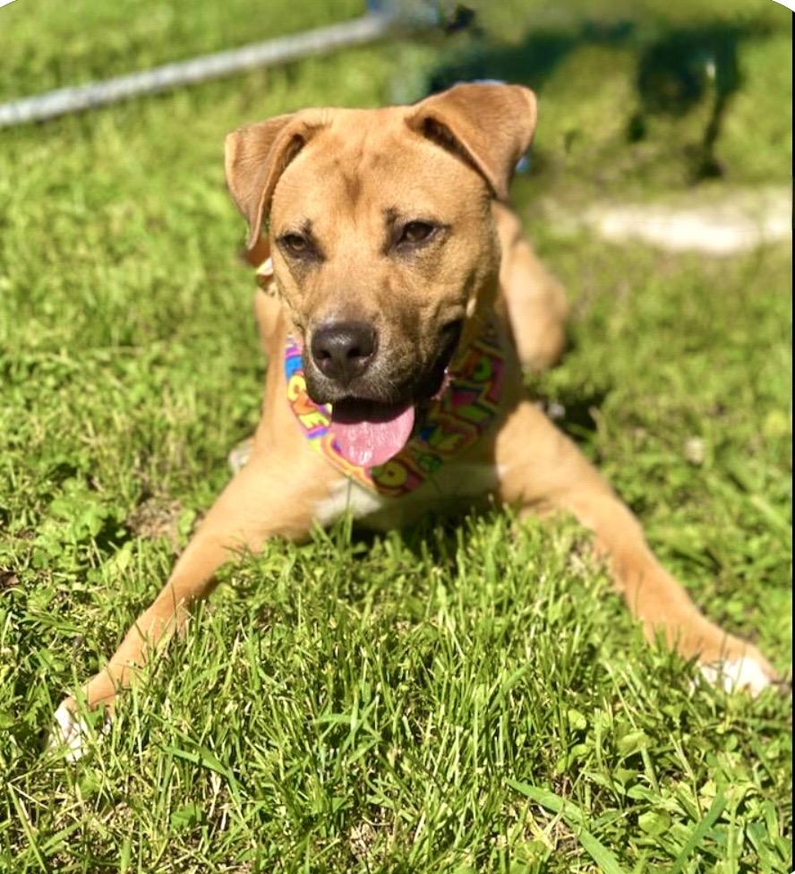 Nora, adoptable, Young Female Mountain Cur & Rhodesian Ridgeback.