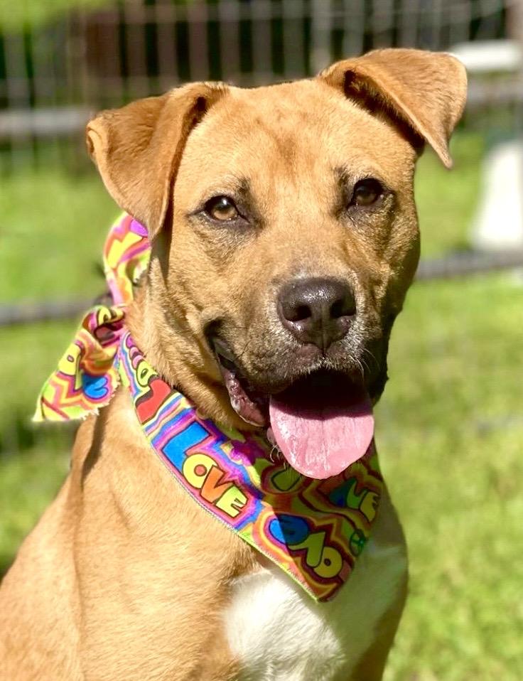 Nora, an adoptable mixed breed in Maryville, TN image 4/6