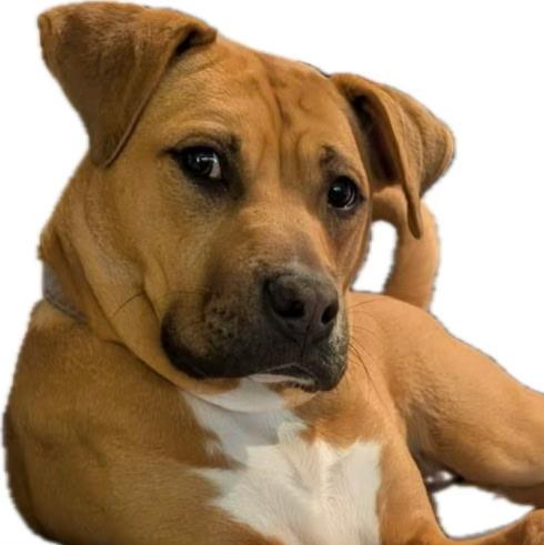 Nora, adoptable, Young Female Mountain Cur & Rhodesian Ridgeback.