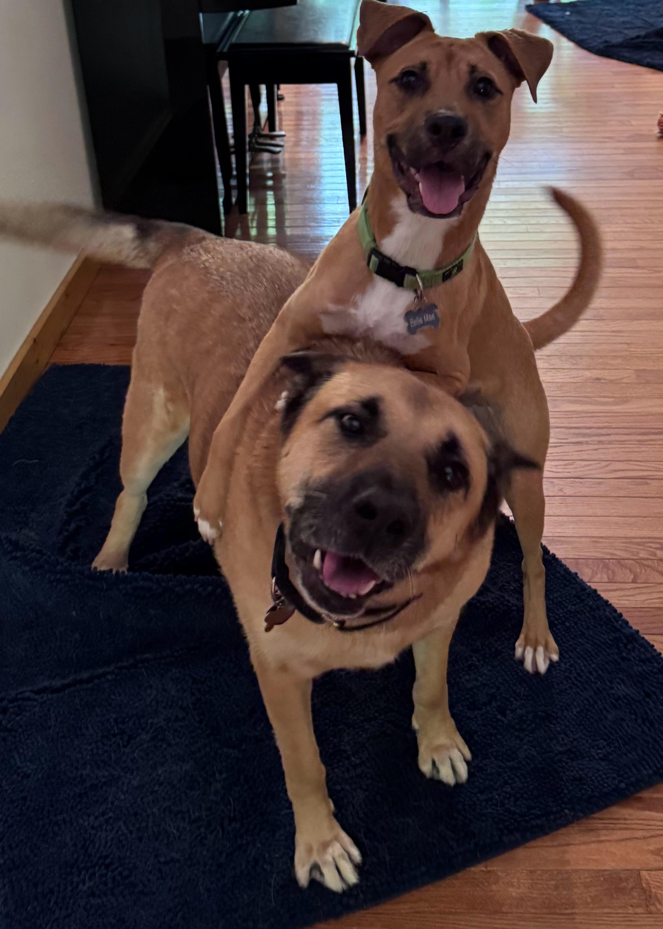 Nora, adoptable, Young Female Mountain Cur & Rhodesian Ridgeback.