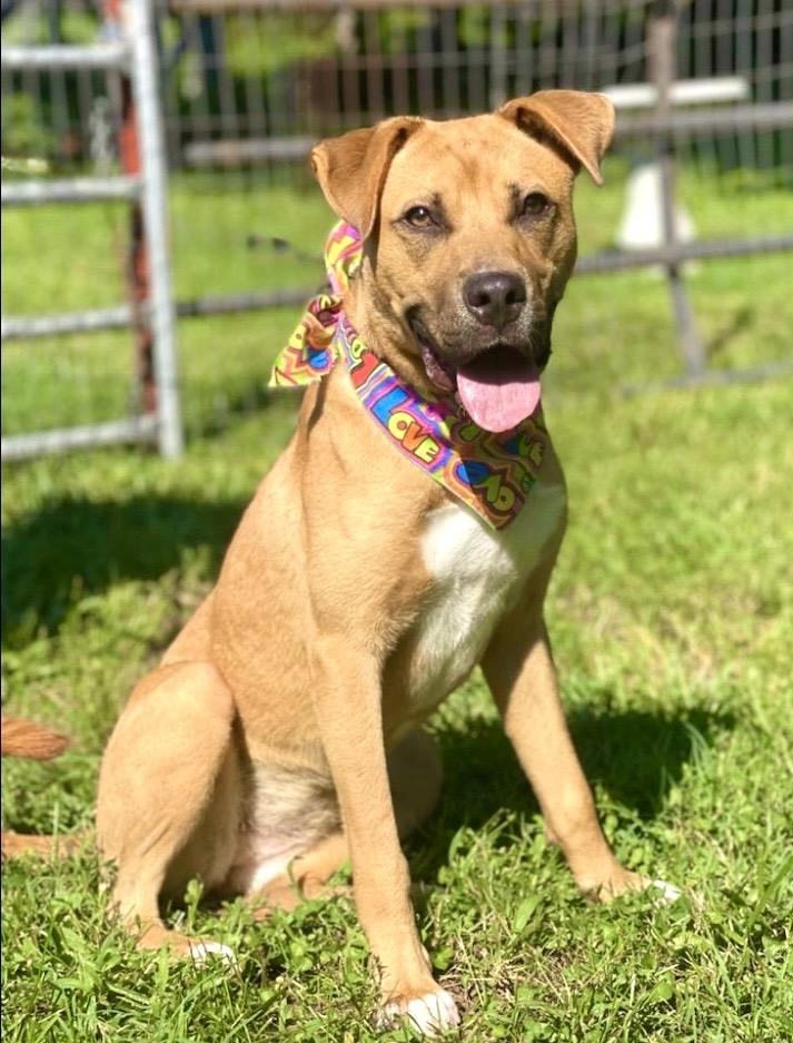 Nora, an adoptable mixed breed in Maryville, TN image 2/6