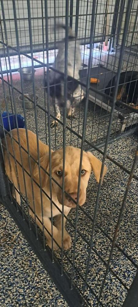 Enlarge Darius, a Adoptable mixed breed in Yardley, PA image 1/1