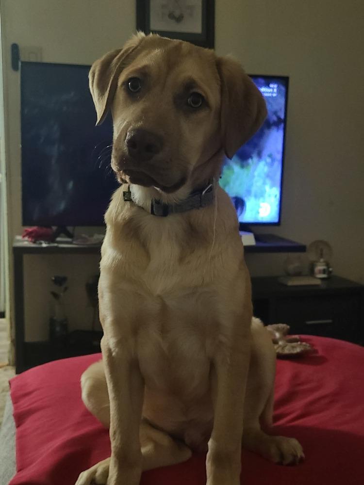 Enlarge Darius, a Adoptable mixed breed in Yardley, PA image 2/2