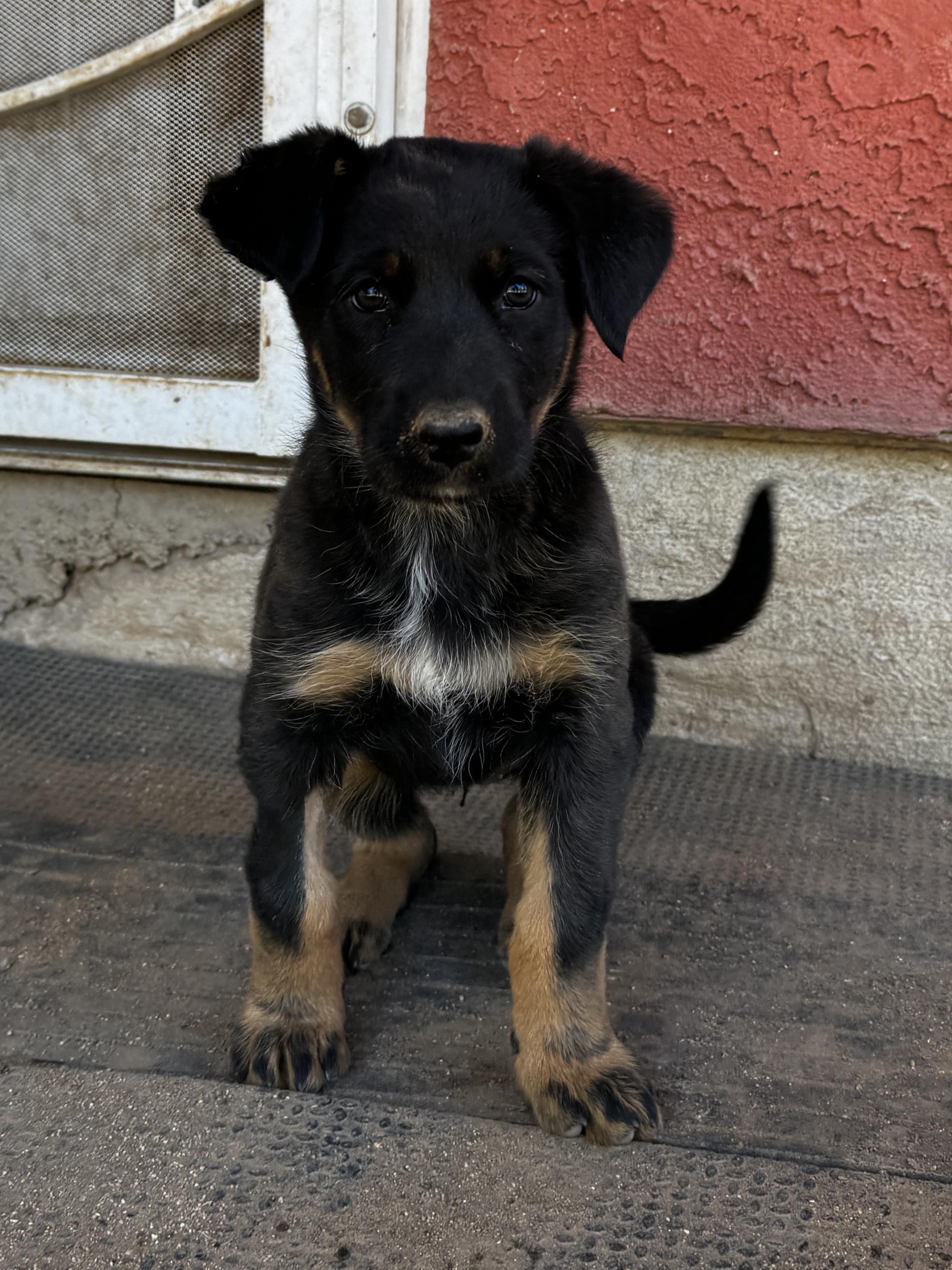 Matilda, a ADOPTABLE mixed breed in Perris, CA image 3/3