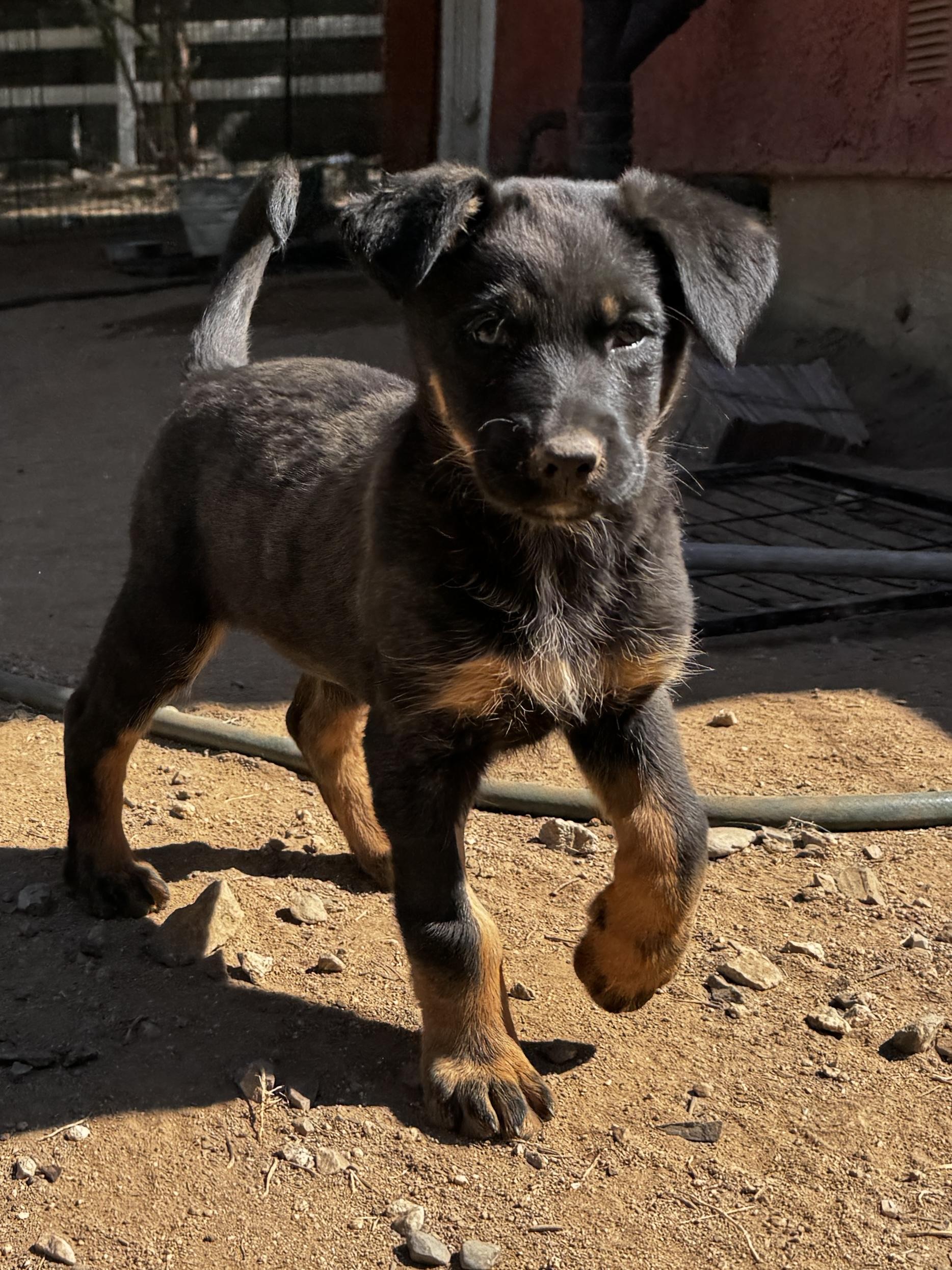 Matilda, ADOPTABLE, Puppy Female Rottweiler & German Shepherd Dog.