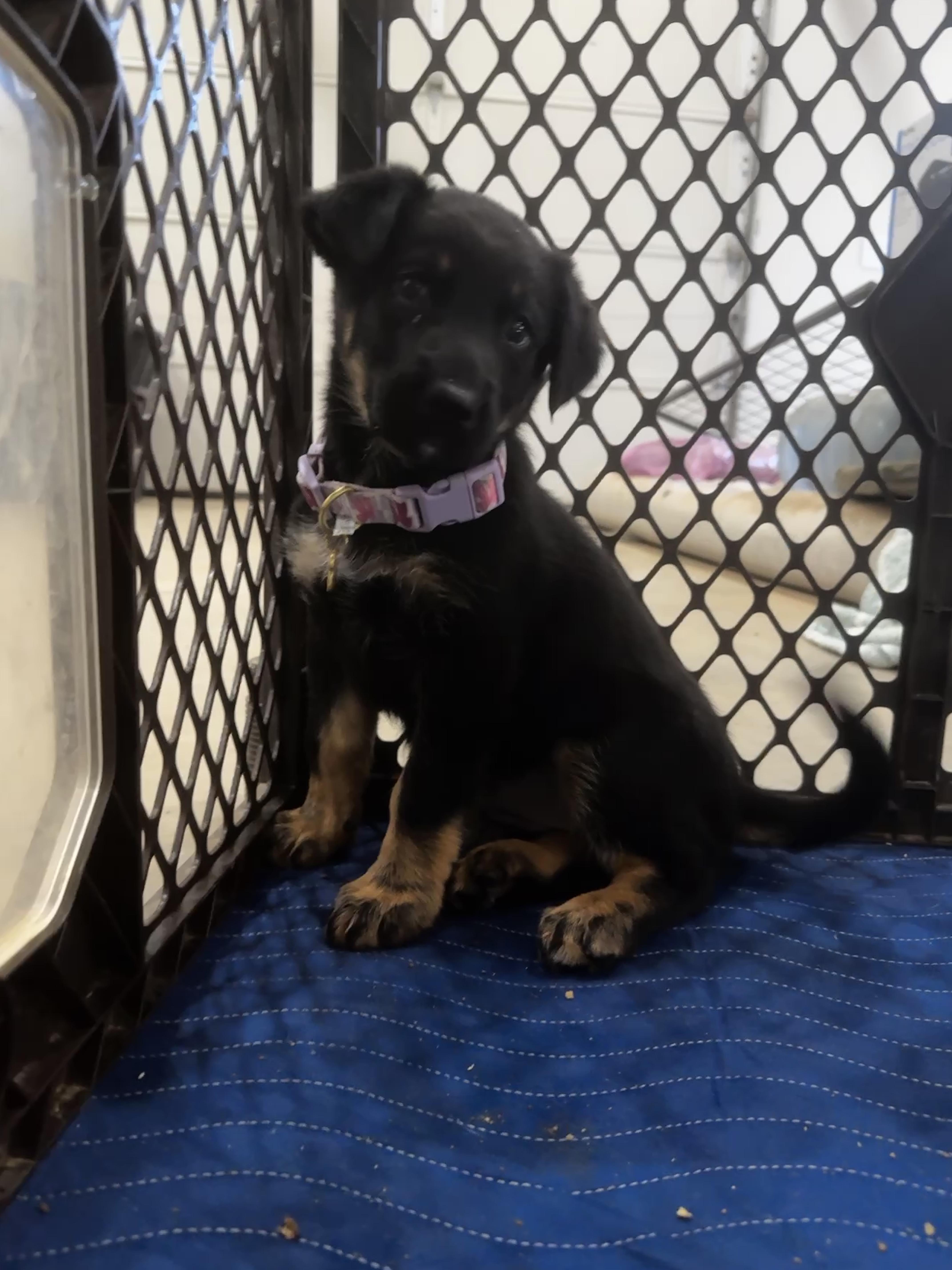 Matilda, a ADOPTABLE mixed breed in Perris, CA image 2/3