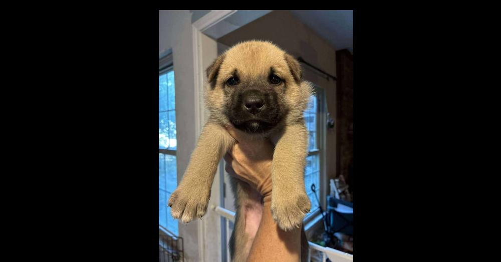 Enlarge Thanksgiving Pups:  Gravy, a Adoptable mixed breed in Dallas, TX image 1/4