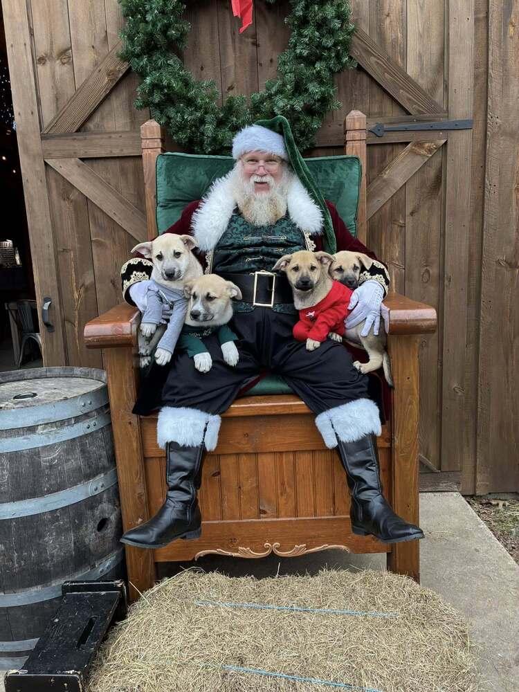 Enlarge Thanksgiving Pups:  Gravy, a Adoptable mixed breed in Dallas, TX image 2/4