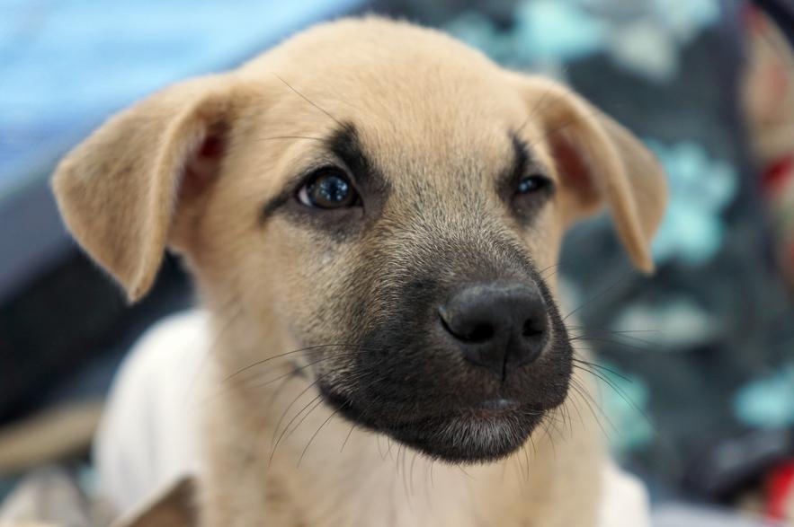 Enlarge Thanksgiving Pups:  Gravy, a Adoptable mixed breed in Dallas, TX image 3/4