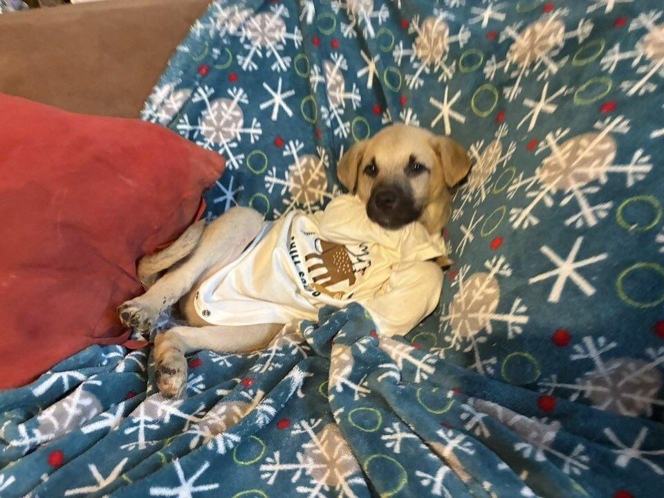 Enlarge Thanksgiving Pups:  Gravy, a Adoptable mixed breed in Dallas, TX image 4/4