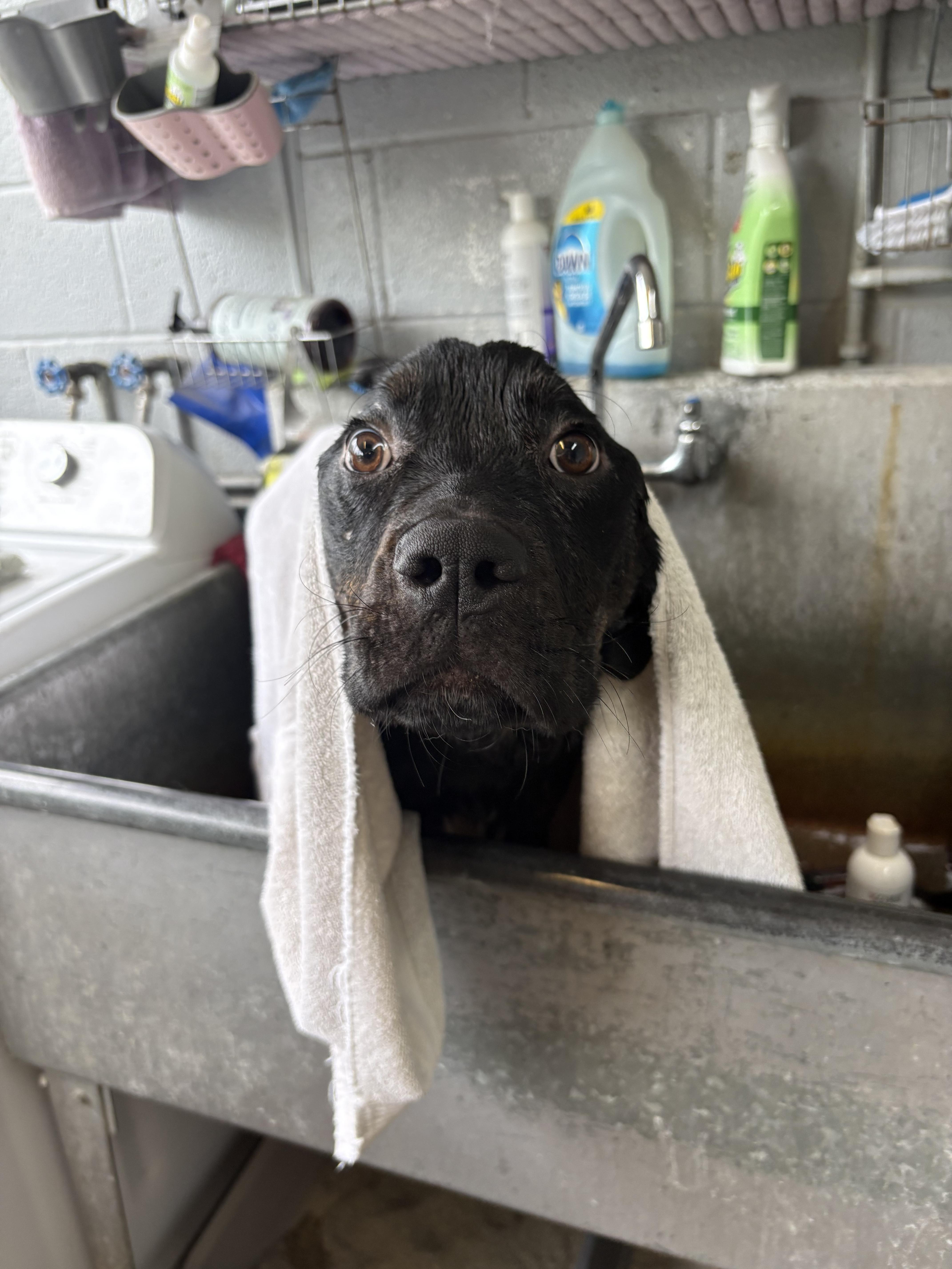 Gill, Adoptable, Adult Male Rottweiler.