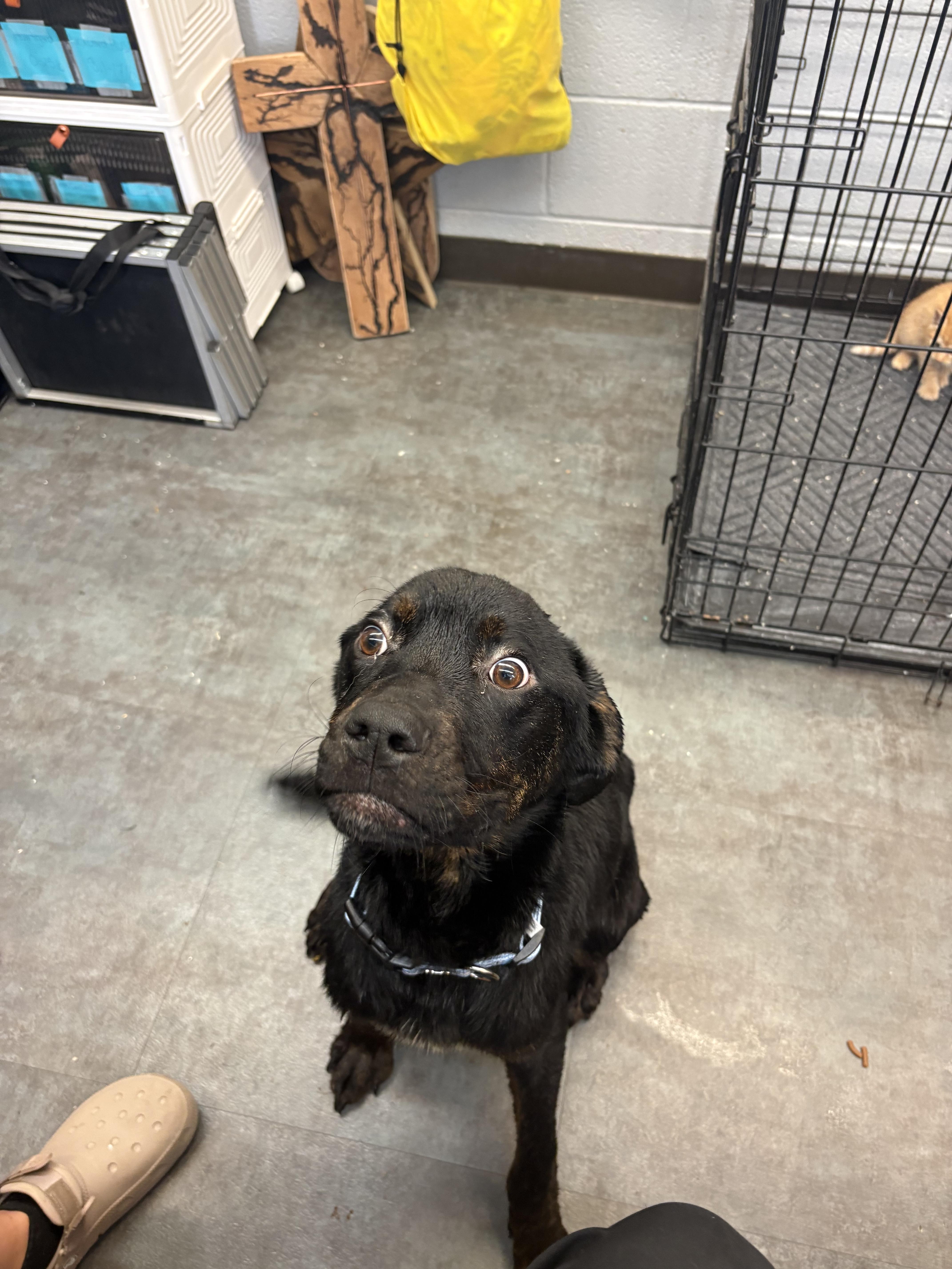 Enlarge Gill, a Adoptable mixed breed in Hermitage, PA image 2/2