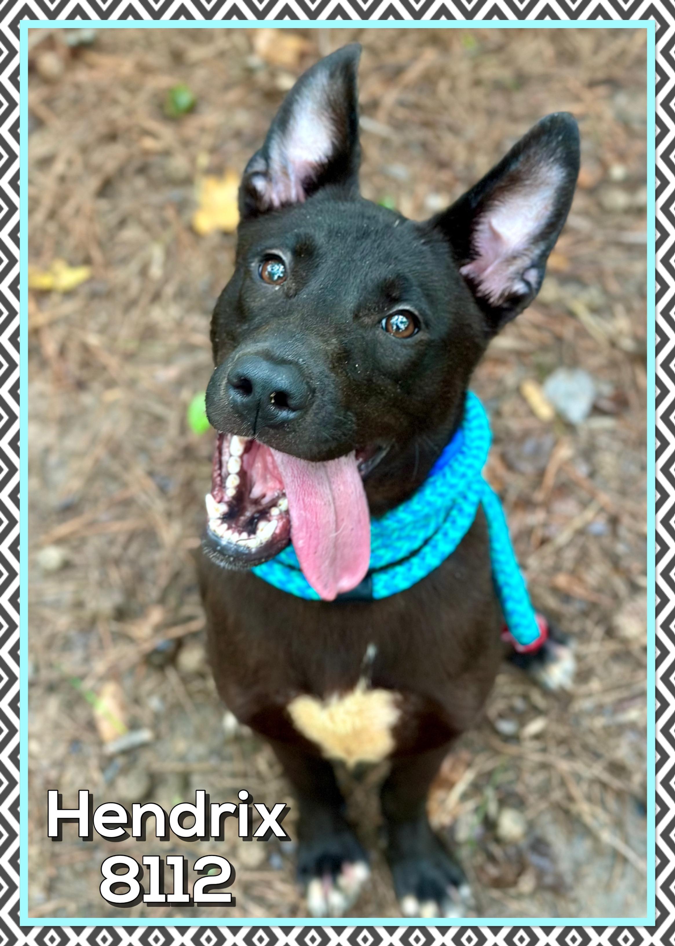 HENDRIX AKA KODA