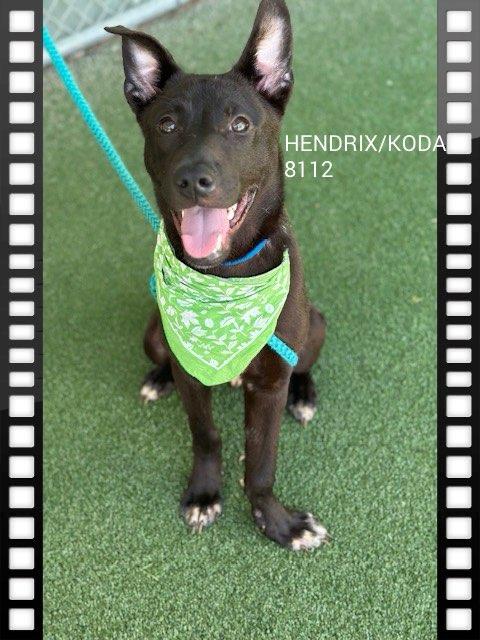 HENDRIX AKA KODA