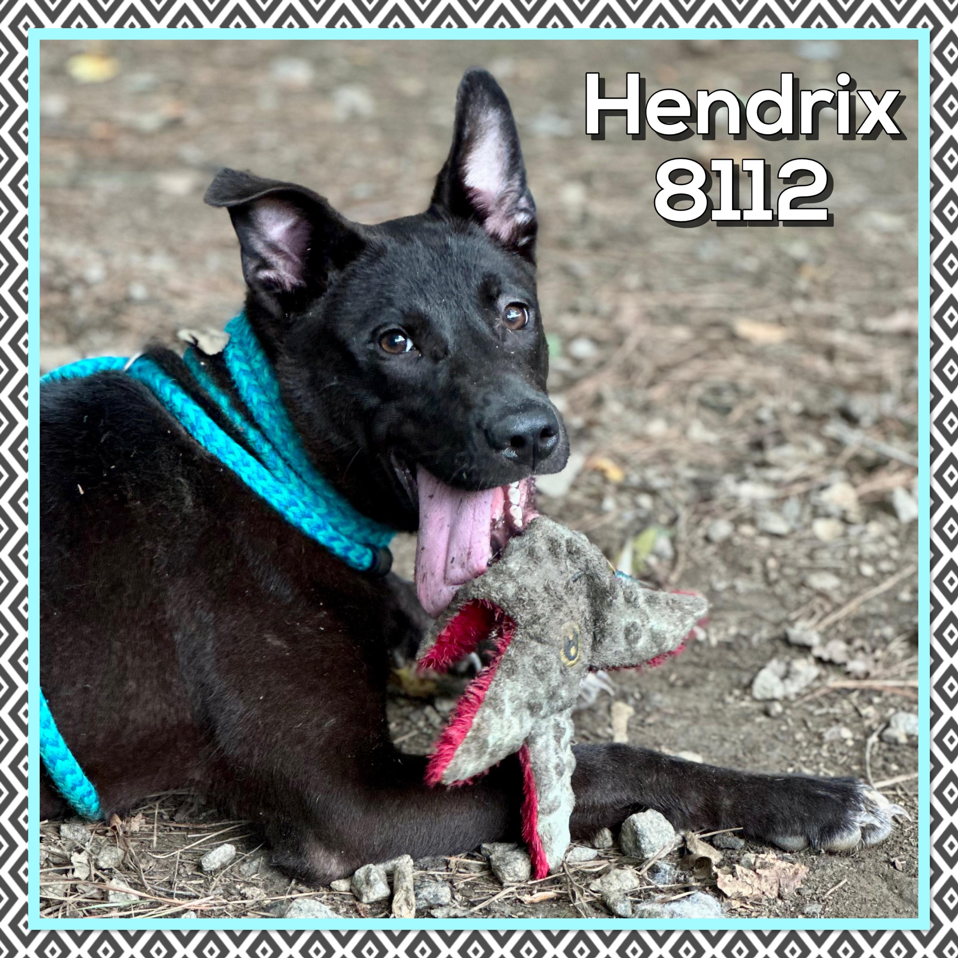 HENDRIX AKA KODA