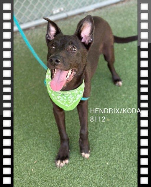 HENDRIX AKA KODA