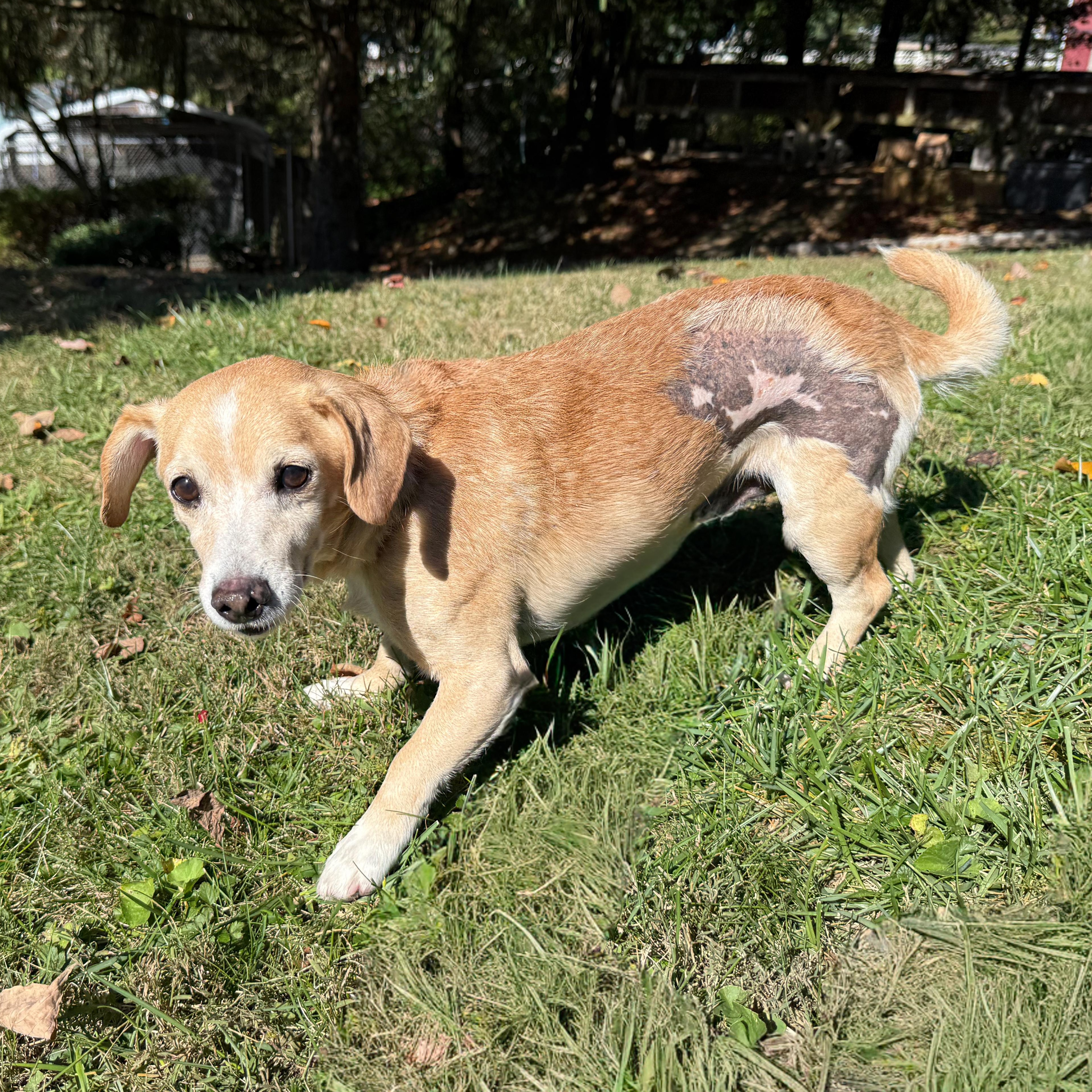 Bo, a Adoptable mixed breed in Latrobe, PA image 4/6