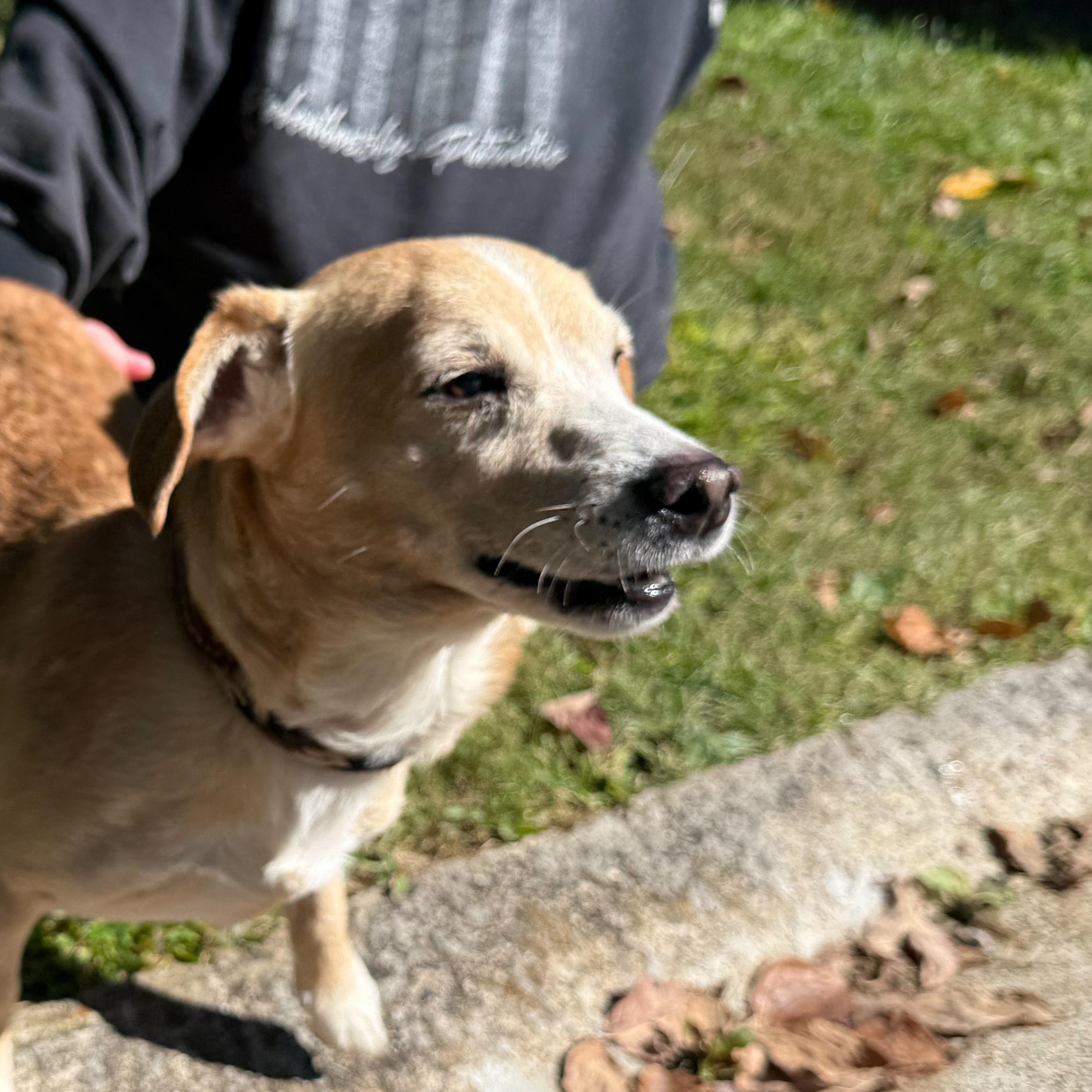 Bo, a Adoptable mixed breed in Latrobe, PA image 6/6