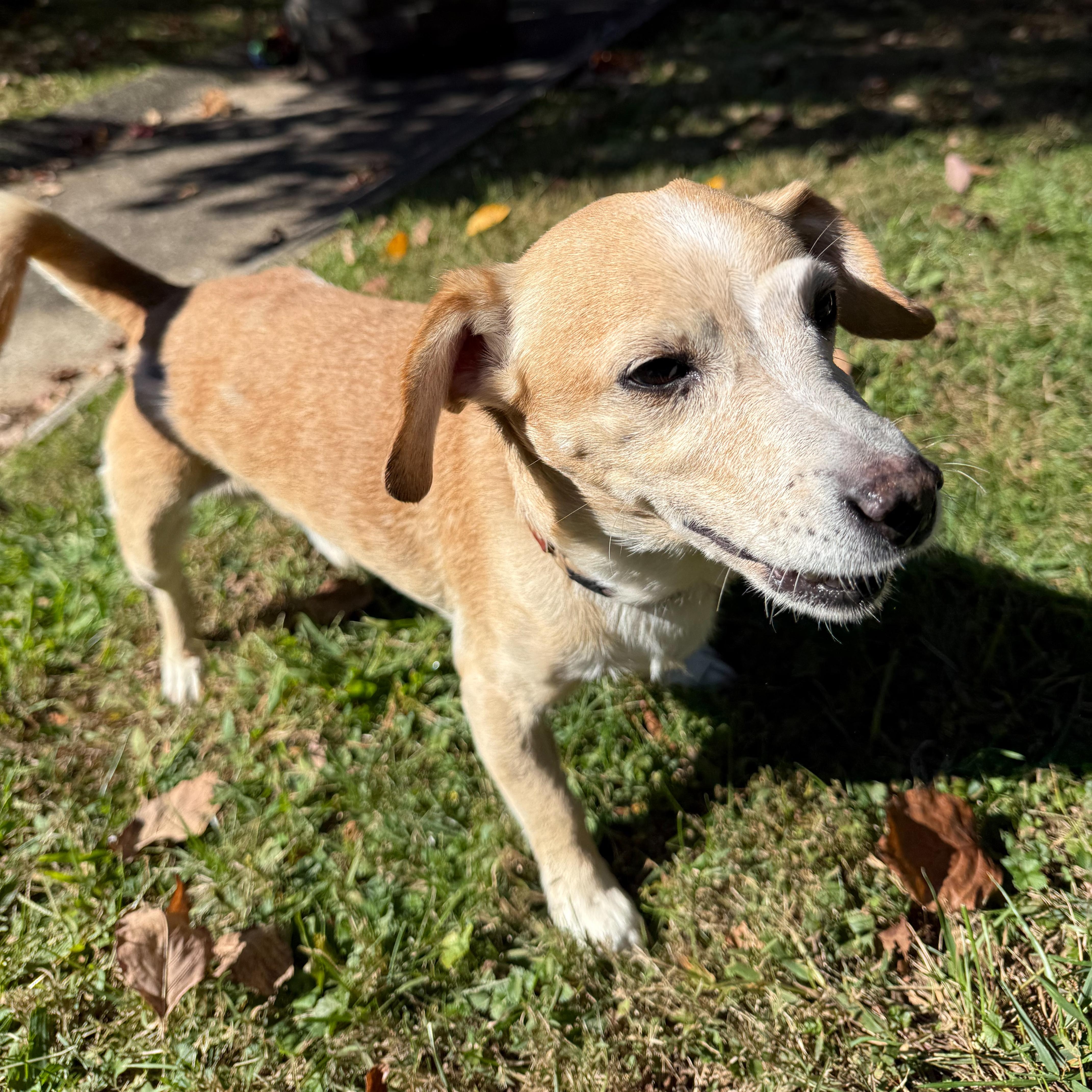 Bo, a Adoptable mixed breed in Latrobe, PA image 1/6