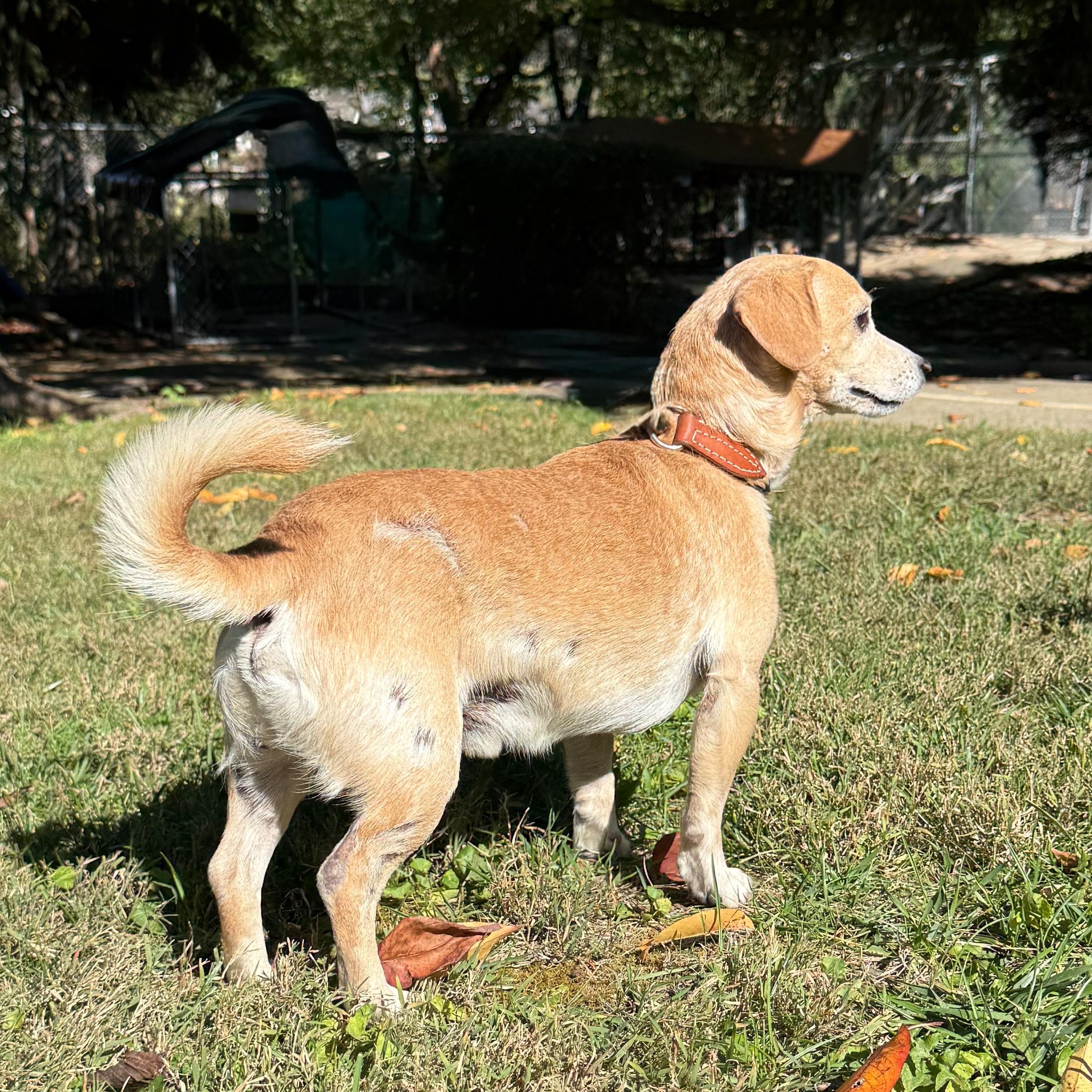 Bo, a Adoptable mixed breed in Latrobe, PA image 2/6