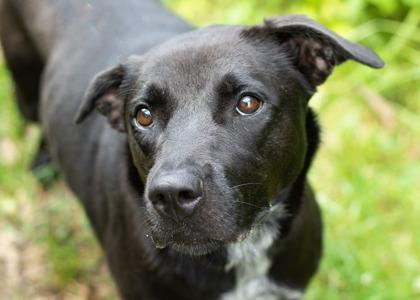 Enlarge Tuesday, a ADOPTABLE Mixed Breed in Hamilton, OH image 3/5