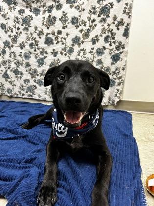 Enlarge Tuesday, a ADOPTABLE Mixed Breed in Hamilton, OH image 4/5