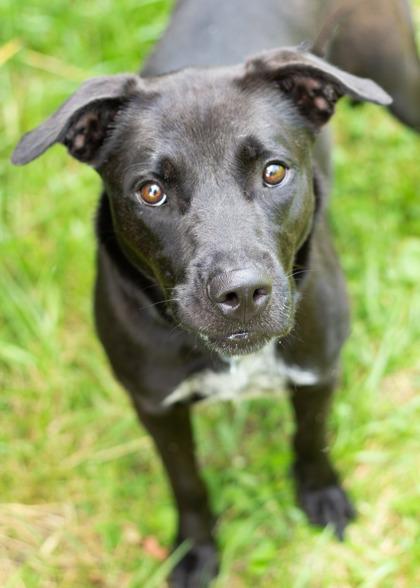Enlarge Tuesday, a ADOPTABLE Mixed Breed in Hamilton, OH image 2/5