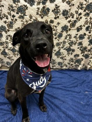 Enlarge Tuesday, a ADOPTABLE Mixed Breed in Hamilton, OH image 5/5