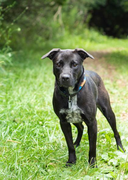 Tuesday, ADOPTABLE, Adult Female Mixed Breed.