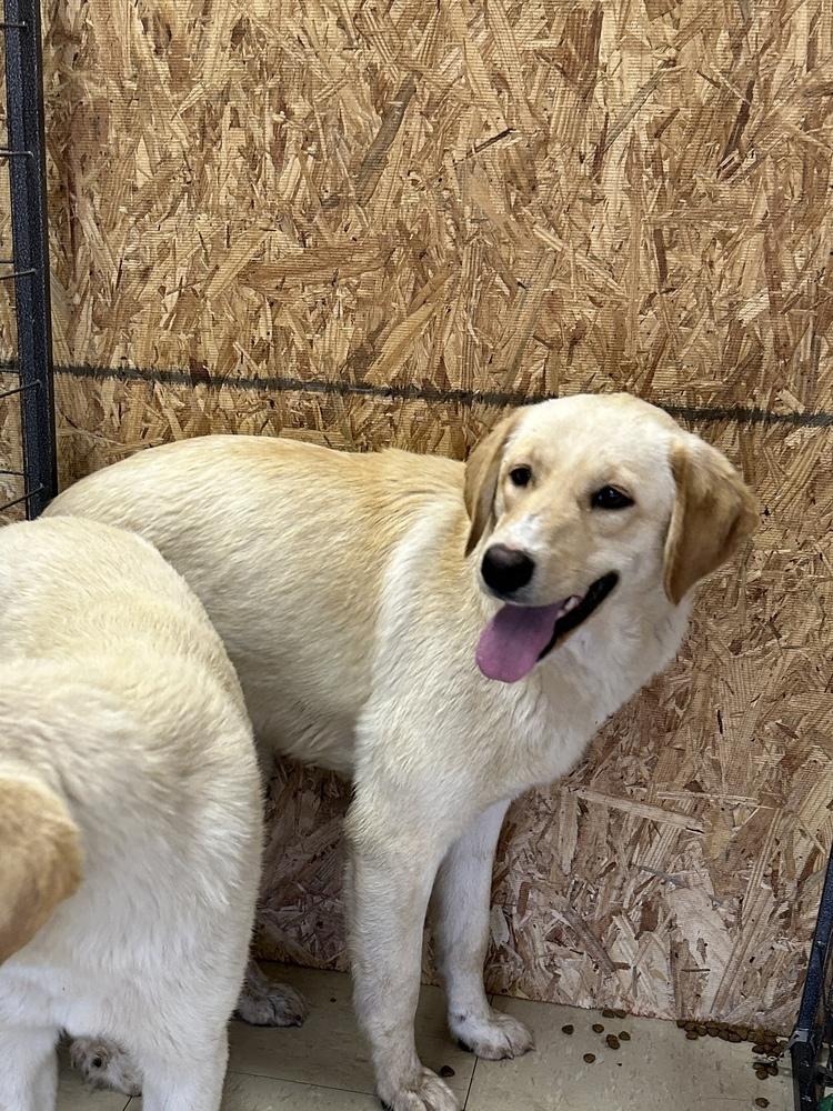 Edin, Adopted, Young Female Labrador Retriever & Great Pyrenees.