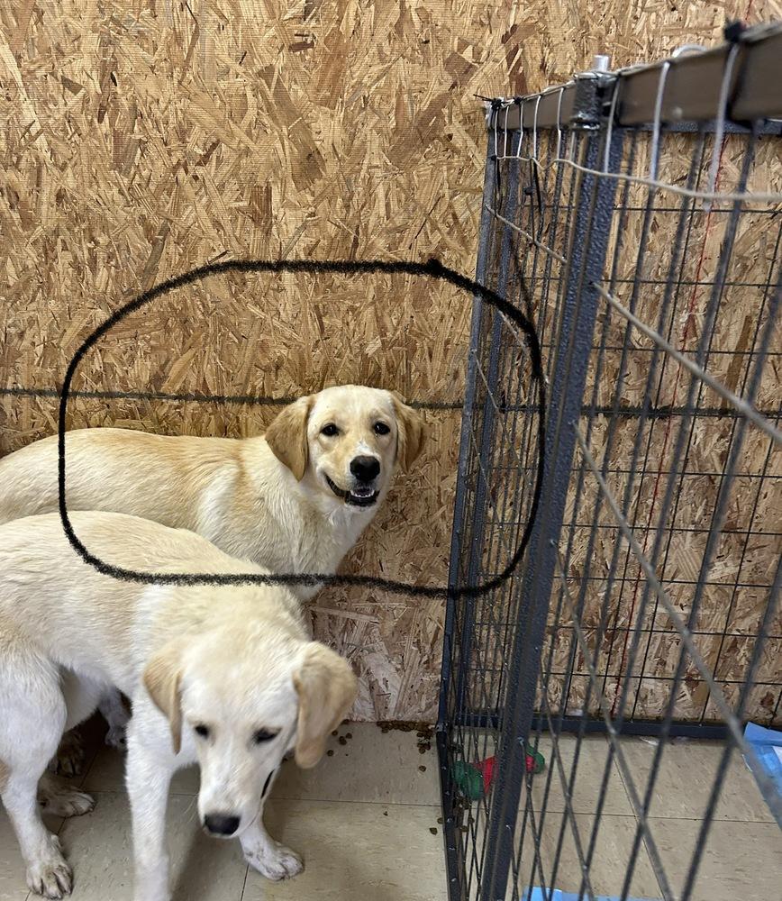 Enlarge Edin, a Adopted mixed breed in Rapid City, SD image 2/6