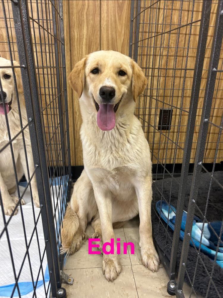 Enlarge Edin, a Adopted mixed breed in Rapid City, SD image 3/6