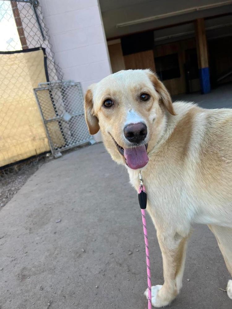 Enlarge Edin, a Adopted mixed breed in Rapid City, SD image 4/6