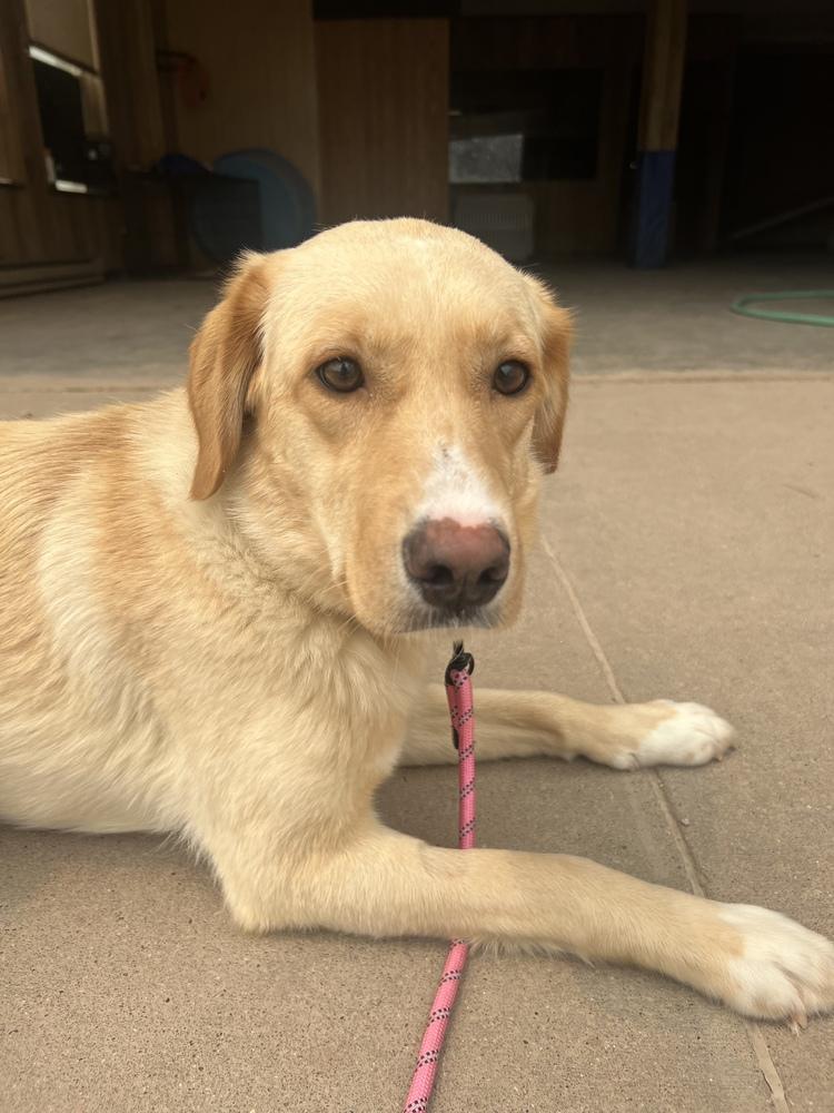 Enlarge Edin, a Adopted mixed breed in Rapid City, SD image 5/6