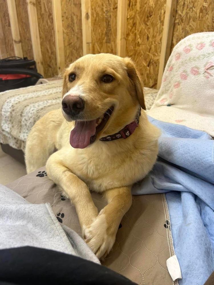 Enlarge Edin, a Adopted mixed breed in Rapid City, SD image 6/6