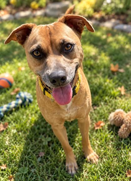 Teddy, Adoptable, Adult Male Mixed Breed & Mixed Breed.