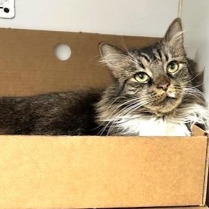 Enlarge Savannah, a Adoptable Domestic Long Hair in Novelty, OH image 1/3