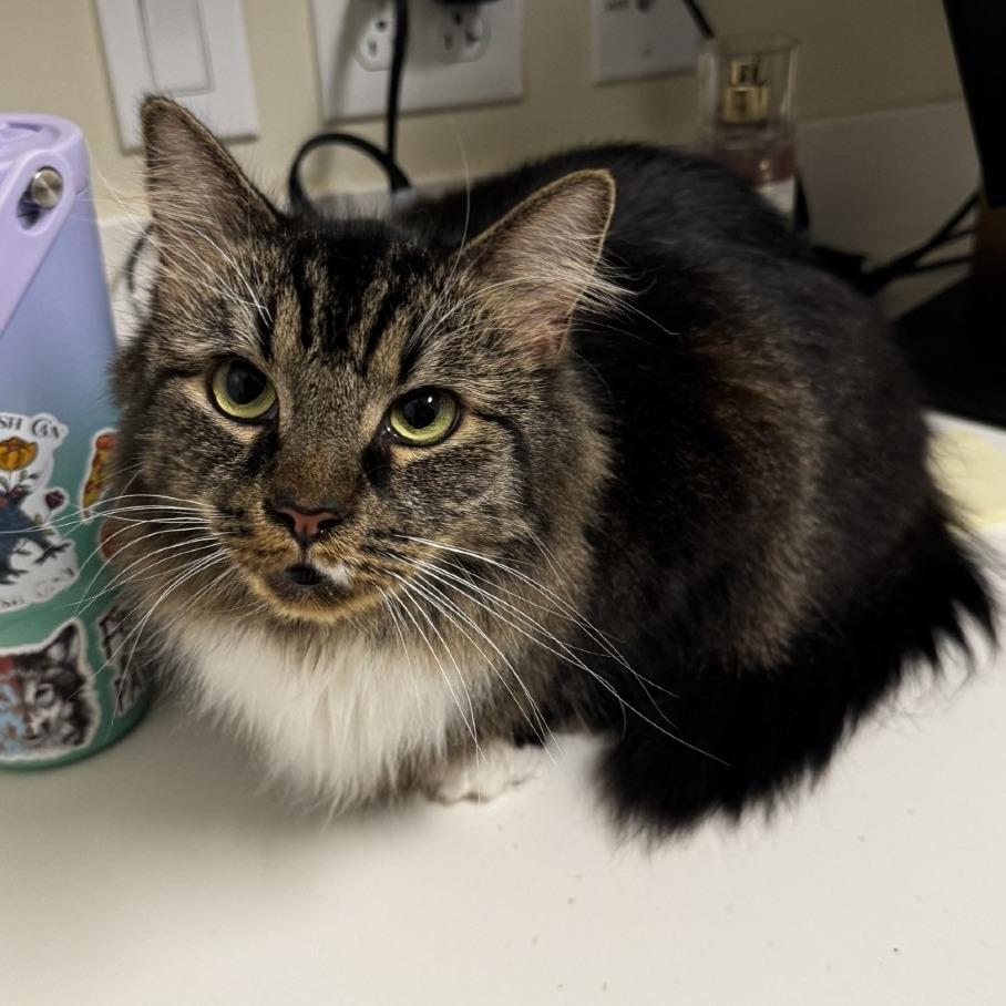 Enlarge Savannah, a Adoptable Domestic Long Hair in Novelty, OH image 2/3