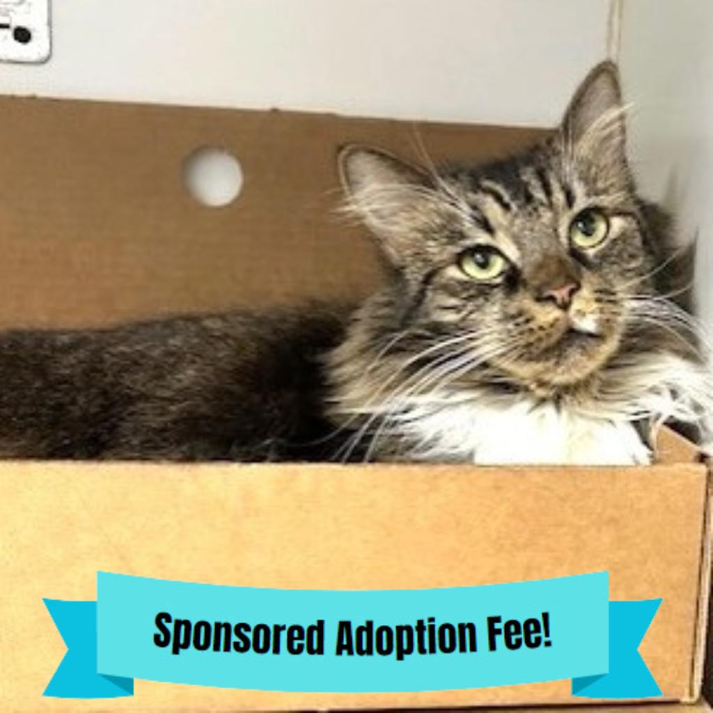 Enlarge Savannah, a Adoptable Domestic Long Hair in Novelty, OH image 3/3