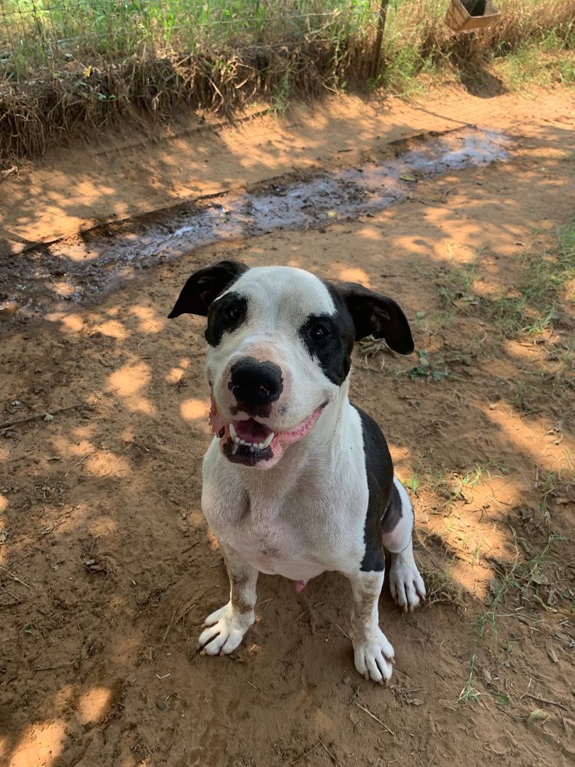 Enlarge Bandit (AKA PJ), a Adoptable mixed breed in Seguin, TX image 1/12