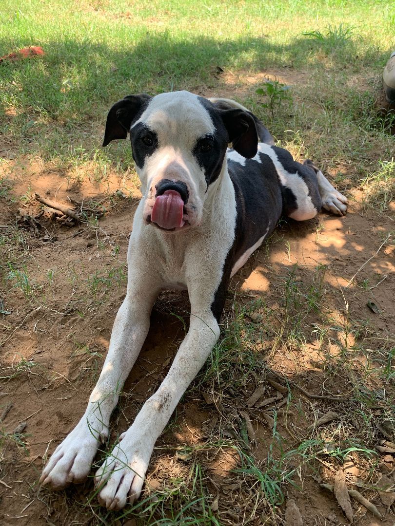 Enlarge Bandit (AKA PJ), a Adoptable mixed breed in Seguin, TX image 2/12