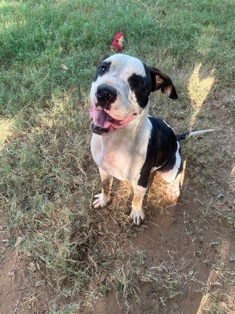 Enlarge Bandit (AKA PJ), a Adoptable mixed breed in Seguin, TX image 3/12