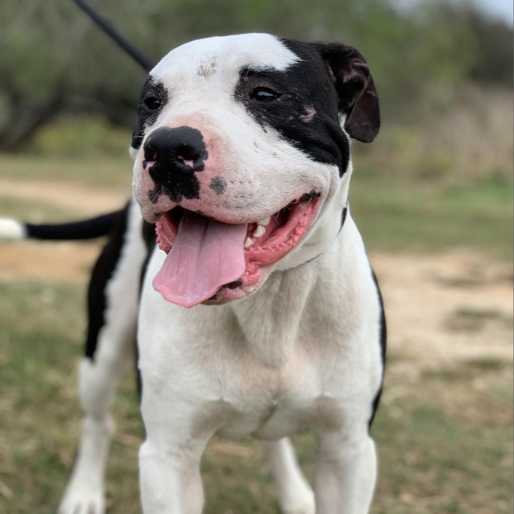 Bandit (AKA PJ), Adoptable, Adult Male American Staffordshire Terrier.