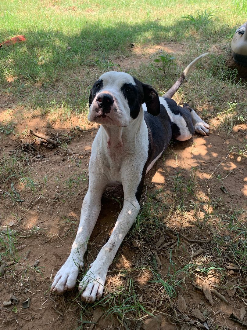 Enlarge Bandit (AKA PJ), a Adoptable mixed breed in Seguin, TX image 5/12