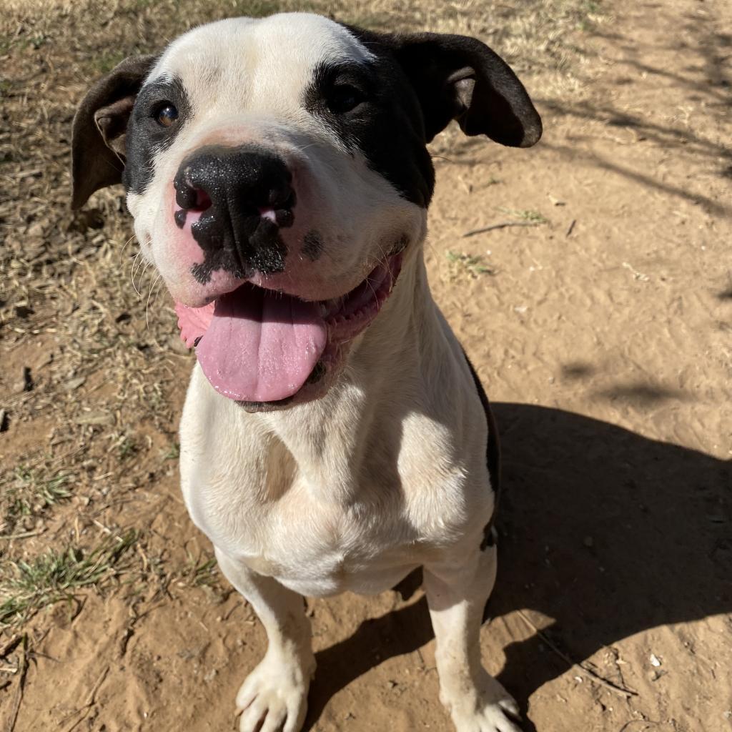 Enlarge Bandit (AKA PJ), a Adoptable mixed breed in Seguin, TX image 6/12