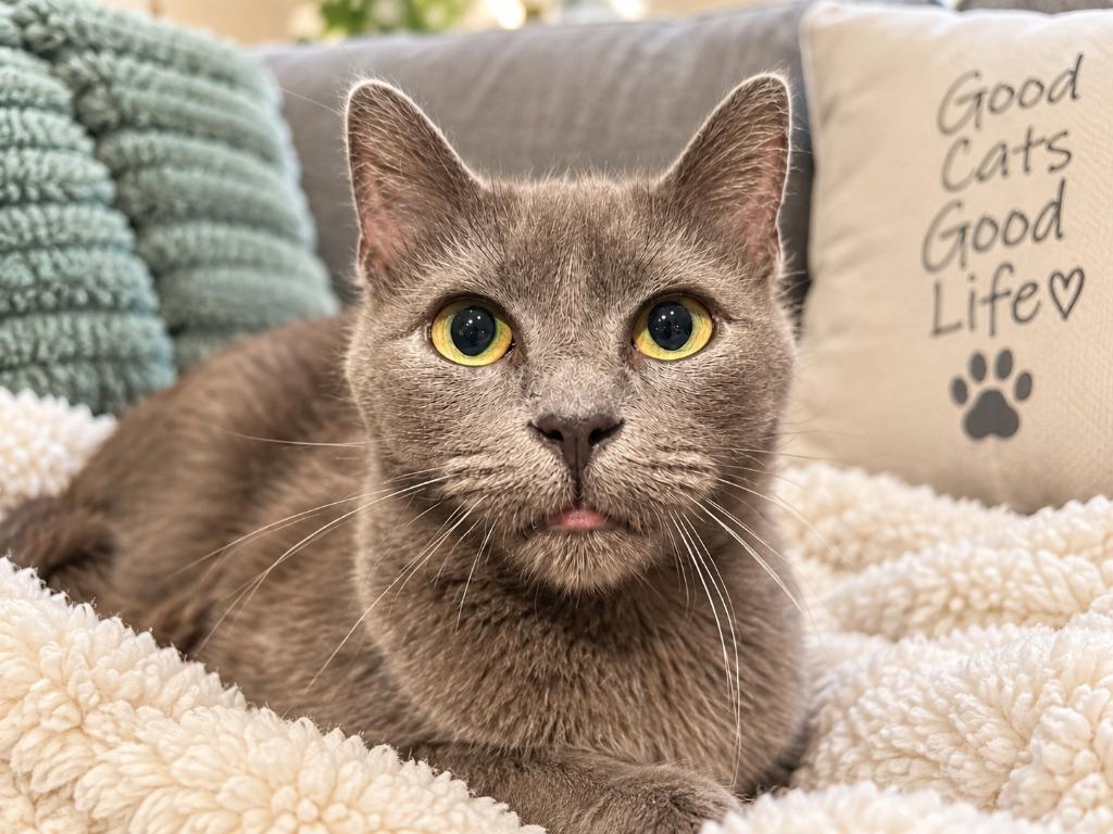 Forrest aka Bagel, Adoptable, Adult Female Domestic Short Hair.